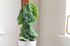 Premium Monstera Dubia Plant Potting Mix - Enhanced Aeration and Nutrient Retention - 1 Quart