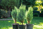 GARDENERA Premium Juniper Potting Soil Mix - Perfect Balance of Nutrients, Drainage, and Aeration for Healthy Juniper Trees - 10 Quart