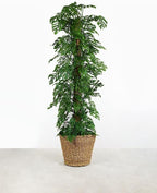 GARDENERA Monstera Adansonii Premium Soil Blend - 20 QT - Promote Aeration, Drainage & Nutrient Retention - (4 Bags of 5 Quart)
