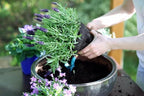 Premium Lavender Potting Soil by Gardenera - Unlock The Full Potential of Your Lavender Plants - 5 QUARTS