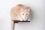 Catastrophic Creations Wooden Cat Step Floating Shelf (English Chestnut Bamboo)— Cat Wall Furniture For Indoor Cat — Platform Climber Wooden Cat Shelves —Playing & Jumping — Cat Wall Shelves