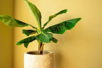 Gardenera Premium Banana Tree Potting Mix - Expertly Formulated Blend for Optimal Growth and Fruit Production - Ideal for All Varieties of Banana Trees (2 Quart)