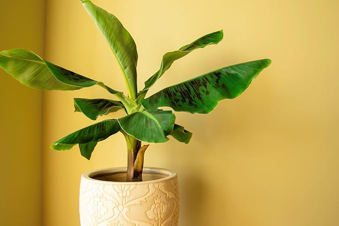 Gardenera Banana Tree Potting Mix - Premium Quality Blend for Superior Banana Tree Health and Resilience - Promotes Strong Root Growth and Disease Resistance (4 Quart)