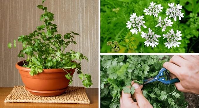 Gardenera Cilantro Plant Potting Soil - All-Natural Blend for Thriving Cilantro Plants - Boosts Root Health and Aroma - 10 Quart