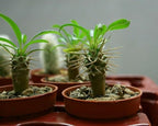 GARDENERA Madagascar Palm Potting Soil - Enhance Growth and Health with Professional Grade Nutrient-Rich Mix - 3 Quart