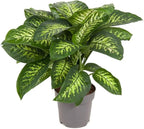 Gardenera Premium DIEFFENBACHIA Potting Soil Mix - Ideal for Growing Robust and Healthy Dieffenbachia - 20 Quart