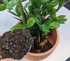Elevate Your Space with Gardenera's Organic Potting Mix - Tailored for Thriving Zamioculcas Plants and Distinctive Leaves - 2 Quart, MAIN-ZAMIOCULCAS-2QT