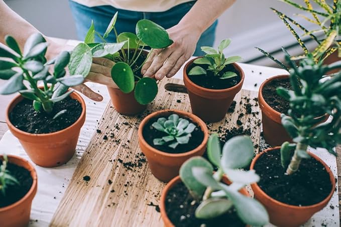 Organic Black Mulch by Gardenera - Boost Soil Health and Suppress Weeds for Thriving Plants - 2 QUARTS