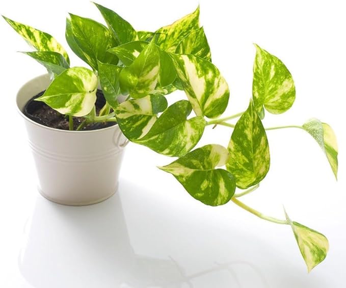 Gardenera Epipremnum Potting Mix - Unlock Robust Growth and Gorgeous Foliage with Our High-Performance Formula - 20 Quart