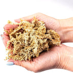 Premium Grade Sphagnum Moss by Gardenera - Organic Hand Mixed New Zealand Long Fibered Sphagnum Moss Orchid - 1 Quart