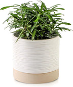 Nihow Ceramic Plant Pot: 6 Inch Planter with Drainage Hole & Saucer for Indoor & Outdoor Plants - Cylinder Round Flower Pot for Succulent/Herbs/Violets - Cream White & Brown