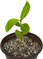 Gardenera House Plant and Tropical Plant Potting Soil - Re-Potting Soil for All Types of Indoor House Plants - 4 Quart Bag