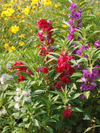 Gardenera Premium Balsam Camellia Potting Soil Mix - Perfect Balance of Nutrients, Drainage, and Aeration for Thriving Blooms - 3 Quart