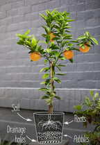 Gardenera Fiddle Leaf Fig Soil Mix - 10 Quart - Premium Blend of Peat Moss, New Zealand Bark, Coco Chips, and Perlite for All Purpose Planting - 2 Bags of 5 Quart