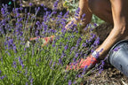 Premium Lavender Potting Soil by Gardenera - Unlock The Full Potential of Your Lavender Plants - 5 QUARTS