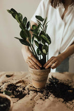Elevate Your Space with Gardenera's Organic Potting Mix - Tailored for Thriving Zamioculcas Plants and Distinctive Leaves - 2 Quart, MAIN-ZAMIOCULCAS-2QT