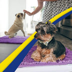 Muddy Mat® Original Dog Door Mat for Muddy Paws, Super Absorbent Microfiber, Non-Slip Washable Pet Rug, Quick Dry Chenille Entryway Carpet, Machine Washable Indoor Outdoor mat, Purple 35"x60"