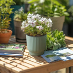 T4U 4 Inch Plant Pots Self Watering, 6 Pack African Violet Pots, Small Plant Pots for Plants, Small Indoor Plant Pot, Self Watering Planter for African Violet, Succulents (6 Pack 4" Pots, Green)