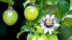 GARDENERA Premium Passion Fruit Potting Soil Mix - Perfect Balance of Nutrients, Drainage, and Aeration for Thriving Passion Fruit Vines - 5 Quart
