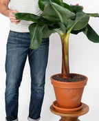 Gardenera Organic Banana Tree Soil Mix - Specially Designed for Thriving Banana Plants - Nutrient-Rich Blend for Healthy Root Development and Lush Foliage (2 Quart)