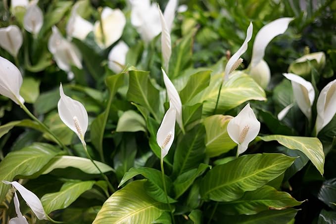 Gardenera's Expert Blend for Peace Lilies: Canadian Peat Moss, New Zealand Bark, Perlite, Bamboo Charcoal Ideal for Indoor Plants - [1-Quart Bag]