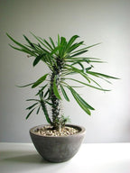 Gardenera Madagascar Palm Plant Potting Soil - All-Natural Blend for Thriving Palms - Boosts Root Health and Distinctive Elegance - 10 Quart