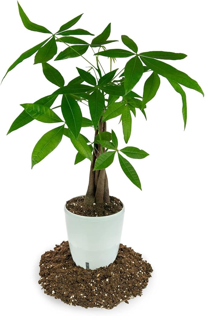 GARDENERA Money Tree Potting Soil - 10 Quart - Soil Mix for Planting or Repotting Guiana Chestnut, Blended Mix to Properly Grow Money Tree Plants (4 Bags of 5 Quart)
