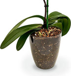 Gardenera Premium Aglaonema Plant Potting Mix - Crafted for Healthy Growth and Radiant Foliage - 1 Quart, MAIN-AGLAONEMA-1QT
