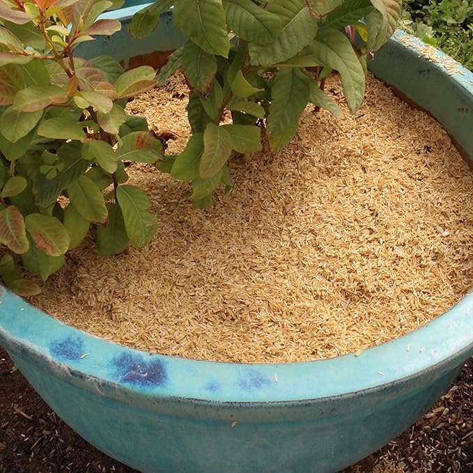 Gardenera Natural Rice Hulls - Eco-Friendly Mulch and Soil Amendment for House Plants and Chicken Bedding - 1 Quart