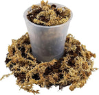 Gardenera Premium Orchid Mix by GARDENERA | Fern + New Zealand Pine Bark + Sphagnum Moss + Perlite | Best for Growing and Repotting Orchids - 4 Quart Bag