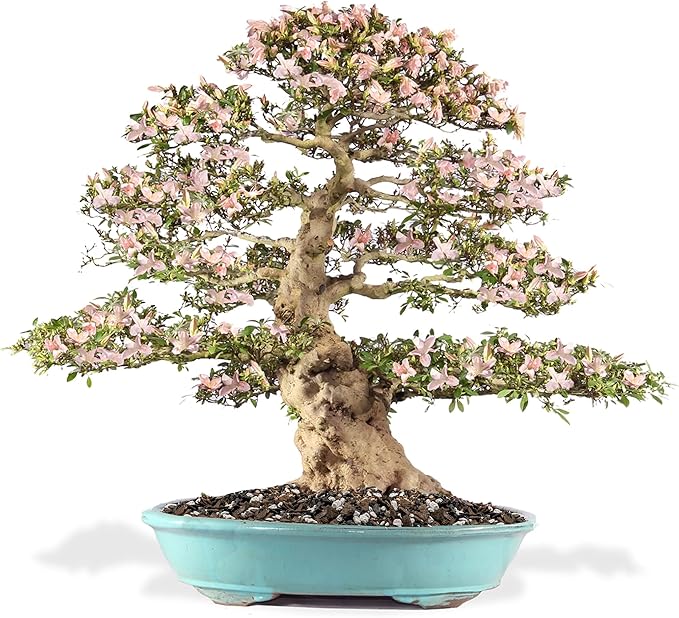 Premium Bonsai Soil All Purpose Fast Draining Mix - Pumice, Lava, Calcined Clay and Pine Bark Potting Pre Mixed Bonsai Plant Soil Mixture by GARDENERA- Made in USA - (2 Quart Bag)