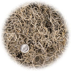 Premium Natural Spanish Moss | Natural Preserved - Great Ground Cover - Filler for Potted Plants - by GARDENERA - 5 Quart Bag
