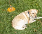 IntelliLeash 20FT Tie-Out Cables for Dogs - Strong, Safe, and Durable Dog Tie-Outs for Small Dogs up to 35 Pounds - Weather and Wear Resistant Galvanized Aircraft Cable for Outside Use