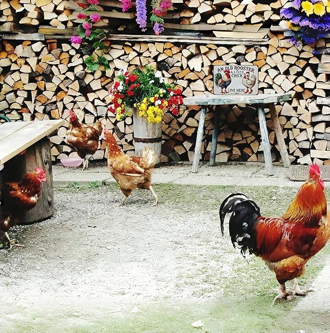 Funny Gifts for Women Chicken Lovers Farm Enthusiasts An Old Rooster And A Cute Chick Live Here Chicken Tin Sign for Chicken Coop Farm Kitchen Garden Yard Decor 8 X 12 Inch (3821)